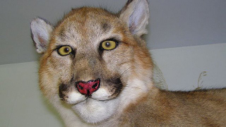 Illustration for article titled Some People Think Mountain Lion Is Steve Jobs—Wait, WHAT?